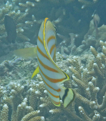 Chaetodon ornatissimus