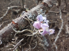 Tillandsia streptocarpa