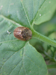 Hypocassida subferruginea