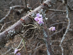 Tillandsia streptocarpa