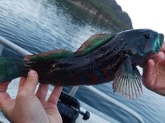 Hexagrammos lagocephalus