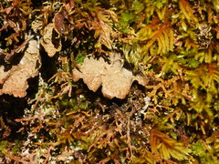 Pseudocyphellaria holarctica