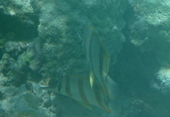Chelmon rostratus