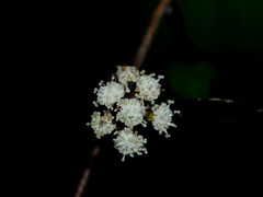 Helichrysum lanceolatum
