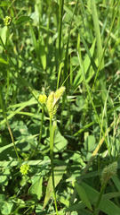 Carex granularis