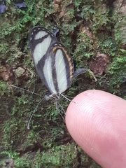 Moschoneura pinthous