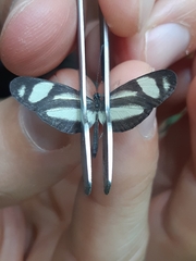 Moschoneura pinthous