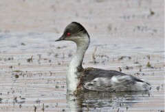 Podiceps occipitalis