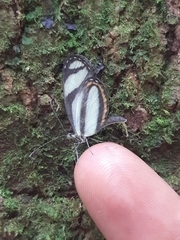 Moschoneura pinthous