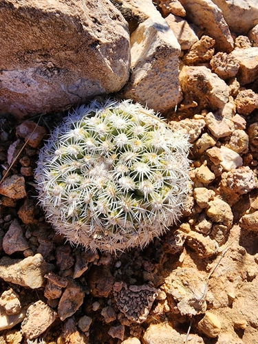 Image of Pediocactus bradyi by (c) Trevor Harding, some rights reserved (CC BY)