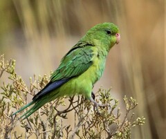 Psilopsiagon aurifrons