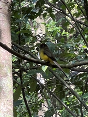 Trogon rufus