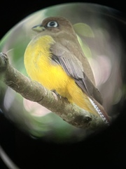Trogon rufus