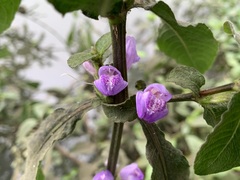 Hygrophila pogonocalyx