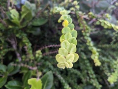 Oplonia spinosa