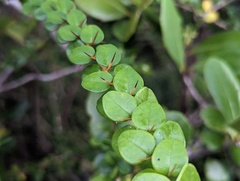 Oplonia spinosa