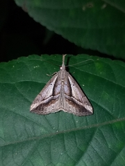Ophiuche fufialis