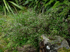 Helichrysum lanceolatum
