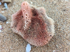 Amphimedon compressa