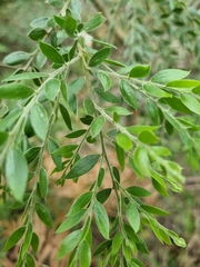 Acacia howittii