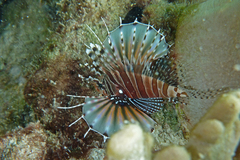 Dendrochirus zebra