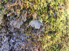 Pseudocyphellaria holarctica