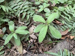 Hygrophila pogonocalyx