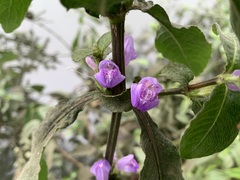Hygrophila pogonocalyx