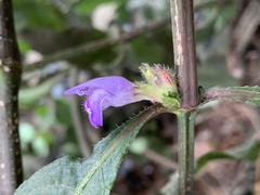 Hygrophila pogonocalyx