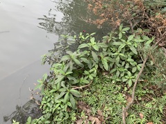 Hygrophila pogonocalyx