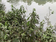 Hygrophila pogonocalyx