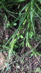 Carex blanda