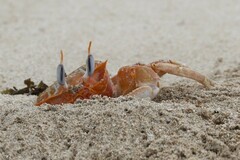 Ocypode gaudichaudii