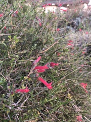 Gambelia juncea