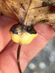 Pemphigus obesinymphae