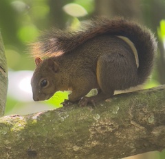 Sciurus granatensis