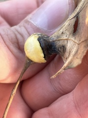 Pemphigus obesinymphae