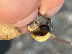 Pemphigus obesinymphae