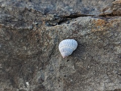Cenchritis muricatus