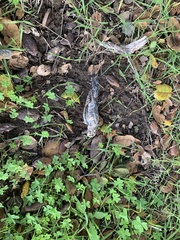 Melopsittacus undulatus domesticus