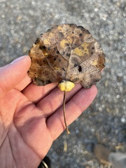 Pemphigus obesinymphae