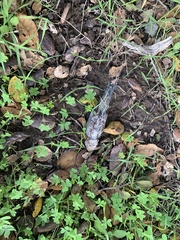 Melopsittacus undulatus domesticus