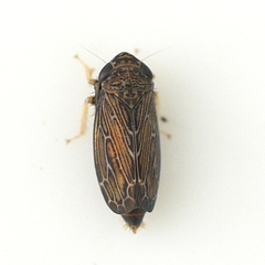 Limotettix
