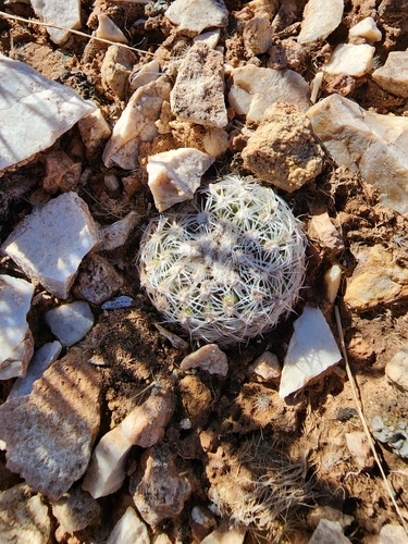 Image of Brady's Pincushion Cactus (Pediocactus bradyi) by (c) Trevor Harding, some rights reserved (CC BY)