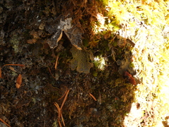 Pseudocyphellaria holarctica