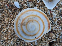 Caracolus