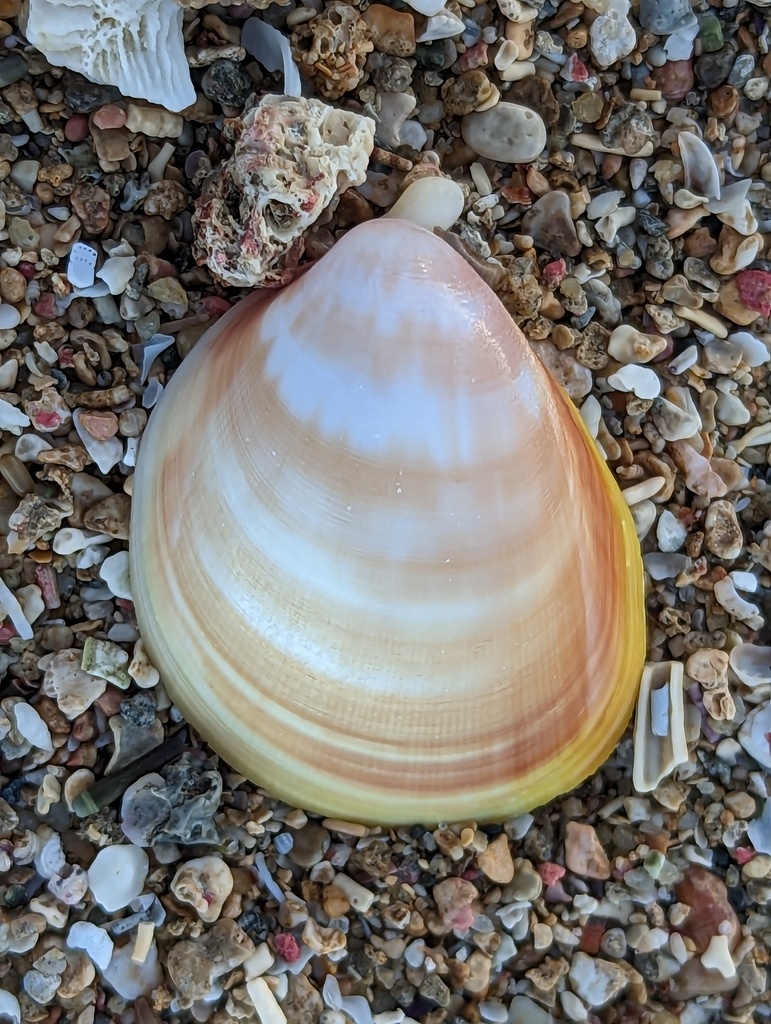 Common Egg Cockle