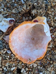 Homotrema rubrum