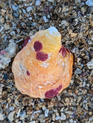 Homotrema rubrum