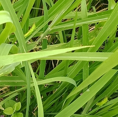 Oxya japonica